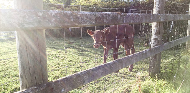 A cow looking at the camera through a fence