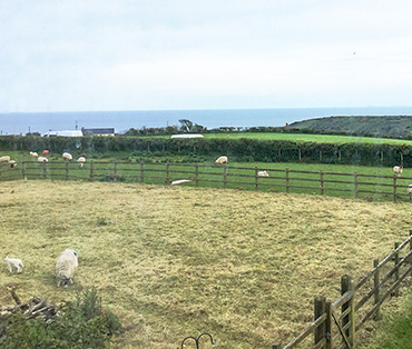 A few of the sheep fields from room one